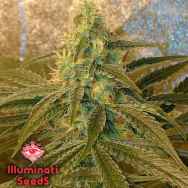 Illuminati Seeds Kiss Of Death